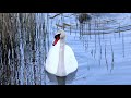 Swans at vimpasaari