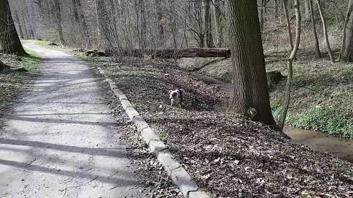 Spaziergang mit Spa im Bach