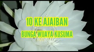 10. KE AJAIBAN BUNGA WIJAYA KUSUMA