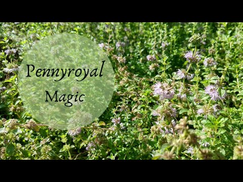 تصویری: Pennyroyal Plant - نکاتی برای رشد پنی رویال