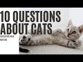 10 questions about cats
