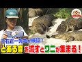 【千石先生が検証】ワニは〇〇の音を流すと集まってくる!ワニだらけの公園で意外な一面を発見【どうぶつ奇想天外/WAKUWAKU】