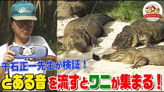 【千石先生が検証】ワニは〇〇の音を流すと集まってくるワニだらけの公園で意外な一面を発見【どうぶつ奇想天外WAKUWAKU】