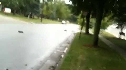 Crump conquestadors rustler vs emaxx