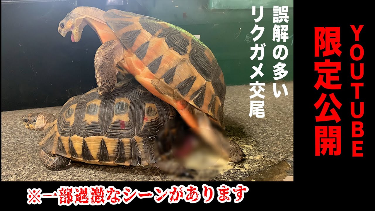 Tortoise Breeding①] Explaining True Mating Success (Angular