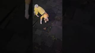 이번엔 #개구리 #포카 #산책 #동물 #친구들 다모이네 ㅋㅋㅋㅋ