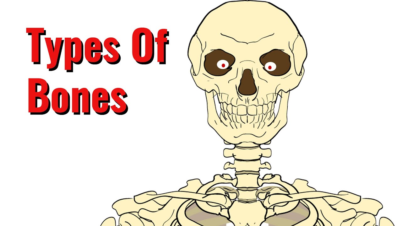 Types Of Bones In The Human Body YouTube Types Of Bones In The Human Body YouTube