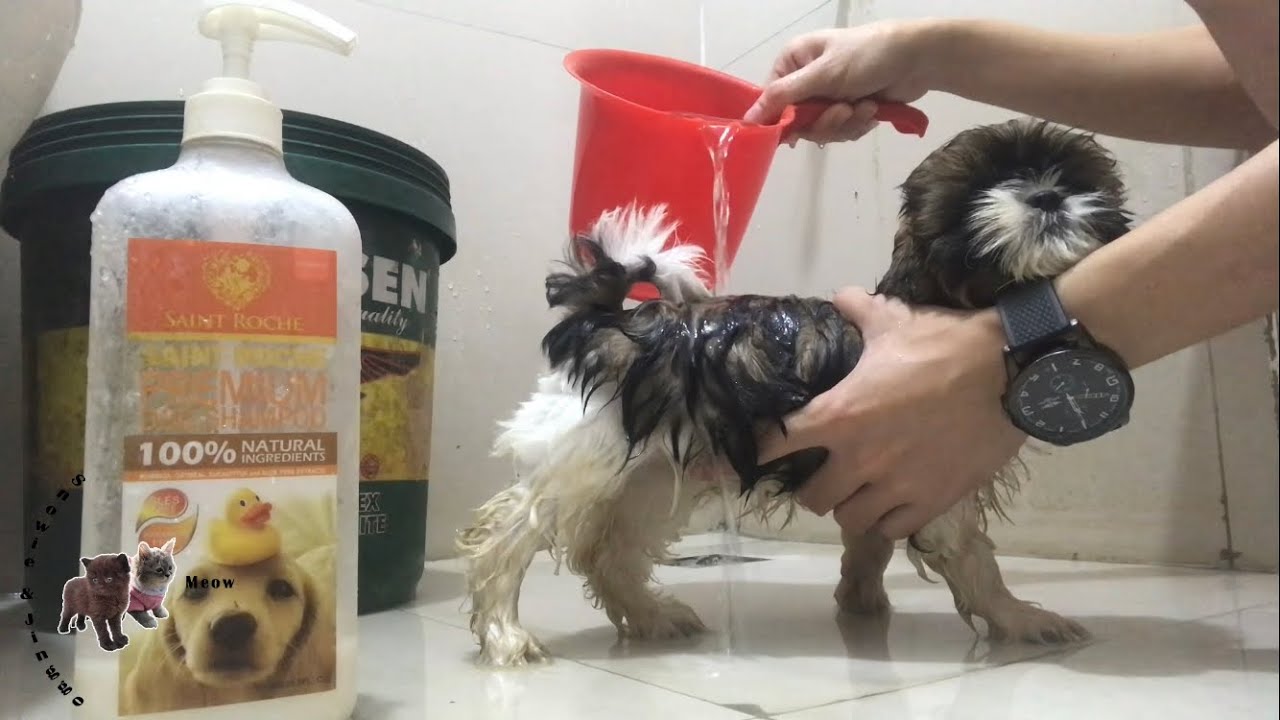 1month-shih-tzu-first-bath-youtube
