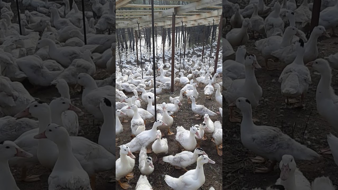 Утки,муларды на свободном выгуле.