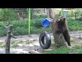 Ох уж эта непослушная канистра! 🐻📮 Медведь Мансур