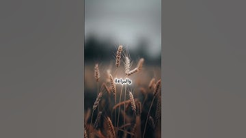 مقاصد سورة الكافرون #أبو_طلحة