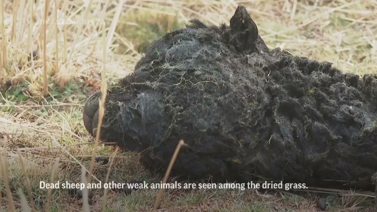 Lagoon dries as drought grips Peru