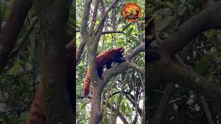 🐼 Too Cute! Red Panda Scales a Tree 🌳#shorts #nature #wildlife #naturelovers #shortvideo #redpanda