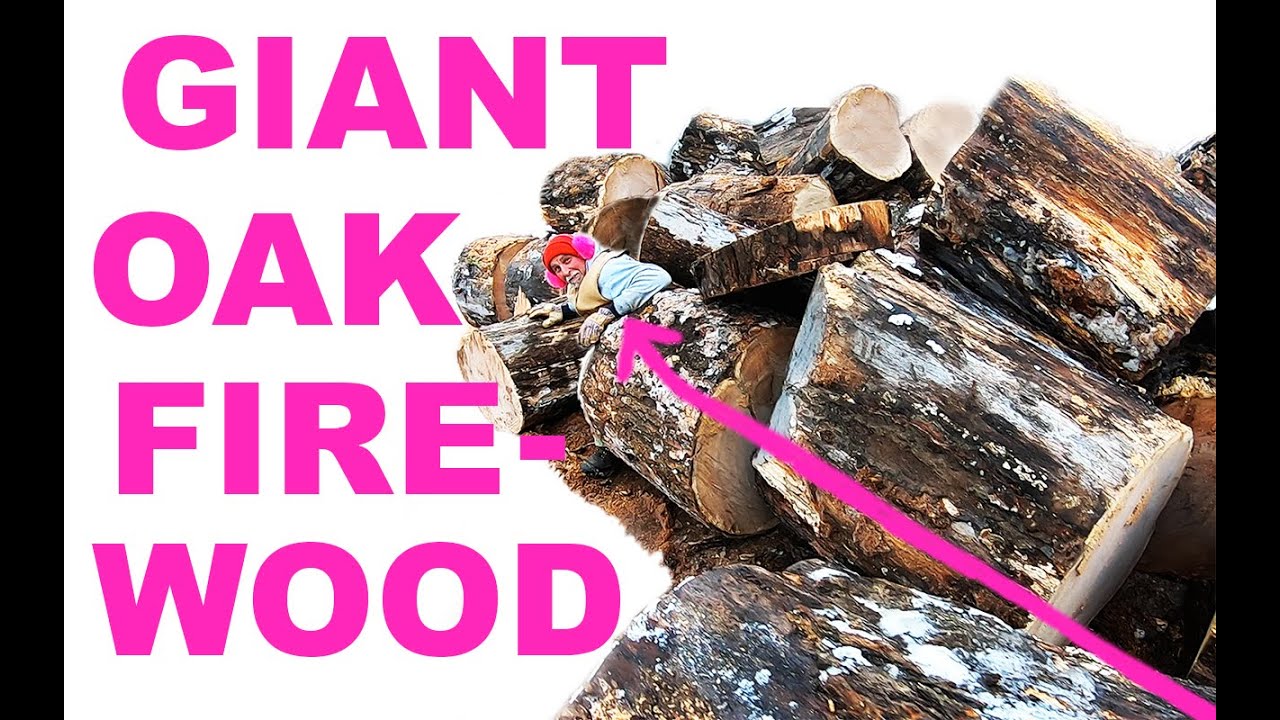 GIANT OAK logs cut for firewood HUSQVARNA CHAINSAWS