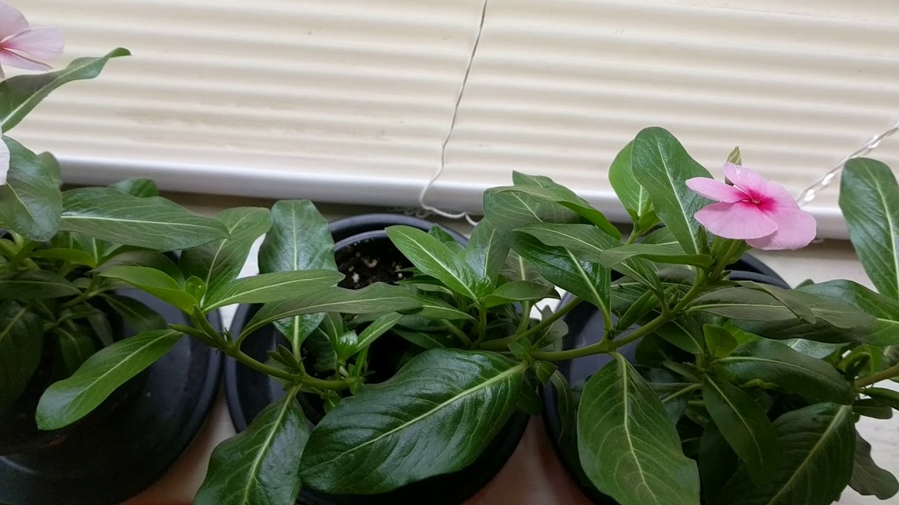 This Is What Happened When I Tried to Bully My Plant to Death