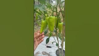cabe sayur lokal kalbar