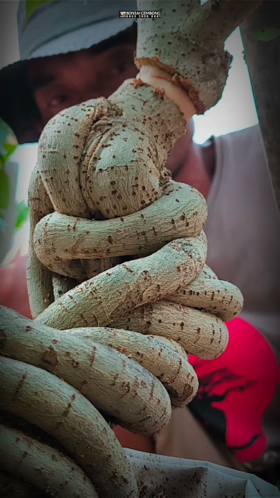 Zero Waru Bonsai Material Expose Roots #Shorts