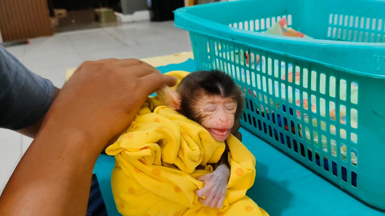 OMG😱😨😰this newborn baby monkey freaked out when I stroked its head, what's going on?