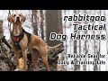 How to Wear A Easy Control Service Dog Harness | Rabbitgoo