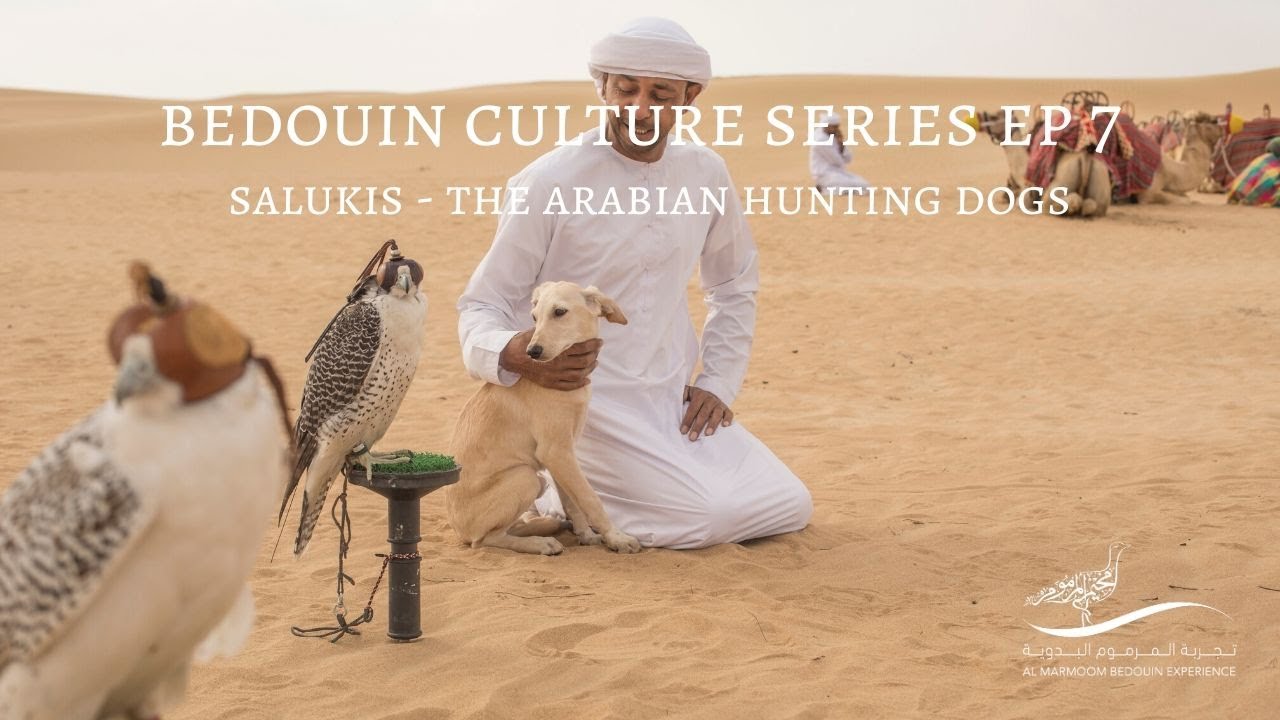 Bedouin Culture Series EP 7 Salukis, The Arabian Hunting Dogs YouTube