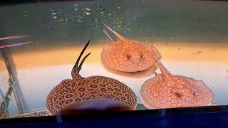 Albino Potamotrygon Jabuti - Albino Perlenrochen - Albino Stingray