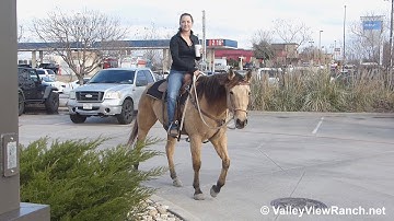 Rockin T Irish Boon - riding in town! - ValleyViewRanch.net