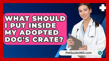 What Should I Put Inside My Adopted Dog