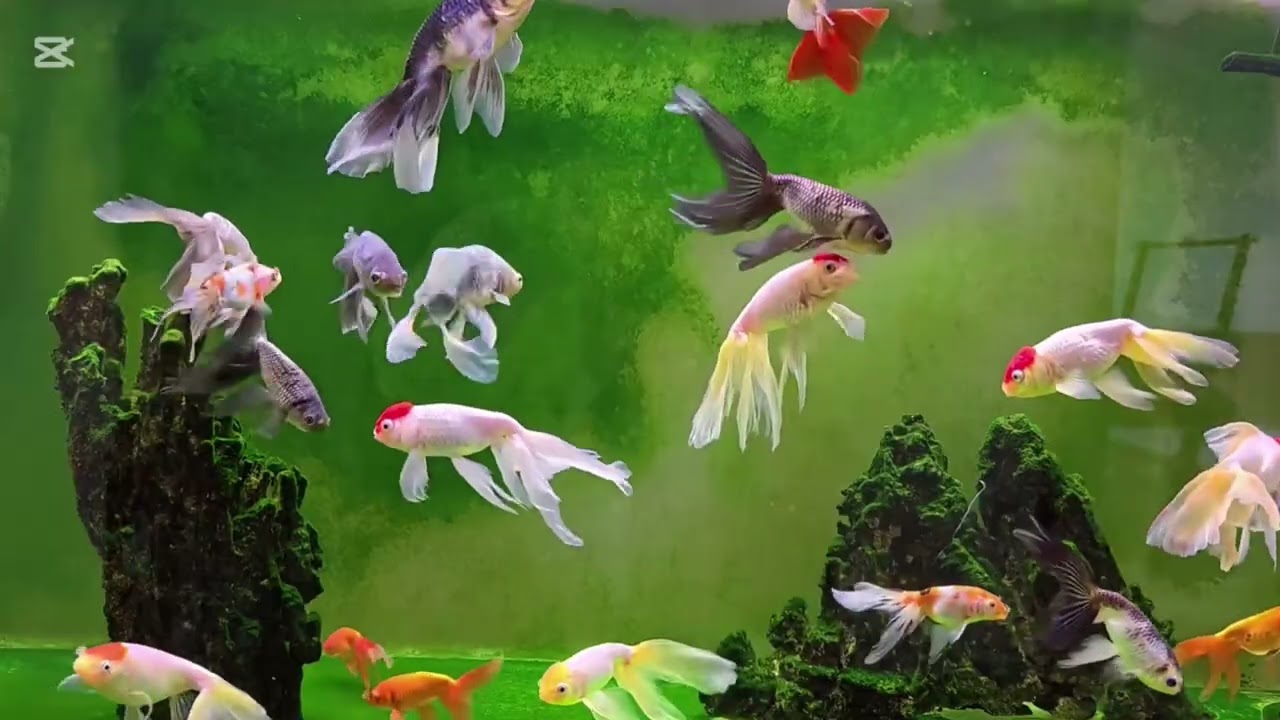 1 Hour Goldfish Digital Aquarium 🐠 | Relax & Focus 