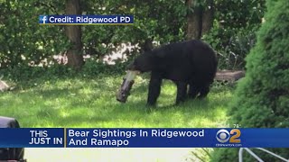 Bear Spotted In N.J. Towns