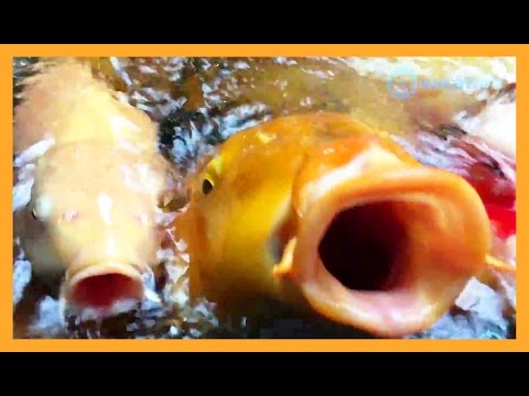 cute,-funny-and-very-hungry-koi-fishes-with-big-mouths