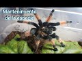 Brachypelma emilia: tarántulas hembra y macho