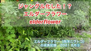 エルダーフラワー 夏に勢いを増しました成長記録 Youtube エルダーフラワー 夏に勢いを増しました成長記録 Youtube