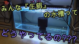 生餌の水槽について、ちょっと話します!【熱帯魚,アクアリウム,メダカ,金魚】