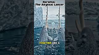 Narwhal: The Abyssal Lancer#wildlife#facts #naturestories#reality#fyp#viralvideo #wildlifecinematic