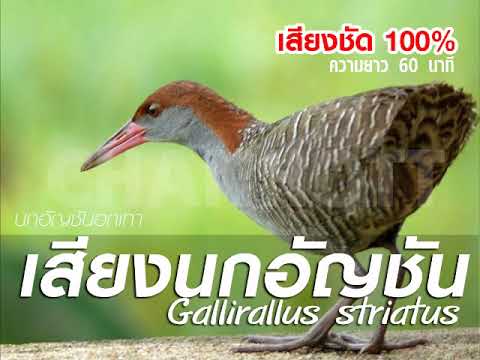 เสียงนกอันชันอกเทา Slaty breasted rail sound mp3 
