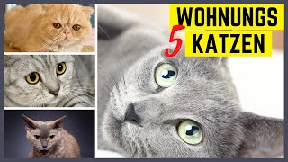 Katzenrassen für die Wohnung - 5 super und 5 furchtbare Katzenrassen für Wohnungshaltung