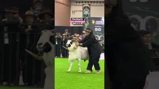 LOZER MUSTIKA JAYA BERSAMA TEH CINDY 🔥🔥 #domba #pasarkambing #sheep #dombagarut #goat #ternak