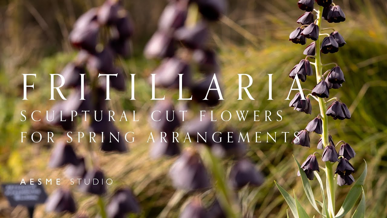 Рябчик | 5 лучших сортов для срезки в весенних композициях