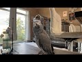 Squawk off live with gizmo the grey bird