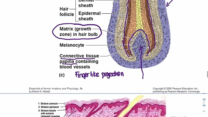 The Integumentary System Part 2
