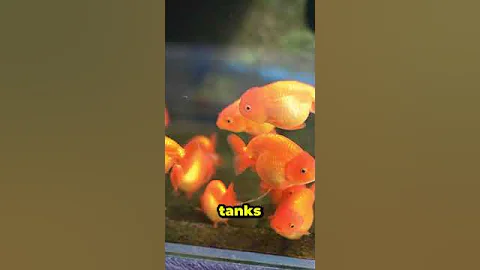 The Truth About Dissolved Oxygen in Aquariums