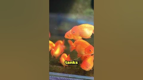 The Truth About Dissolved Oxygen in Aquariums