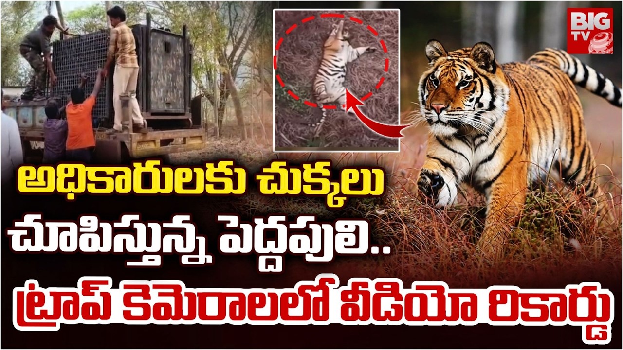 ట్రాప్ కెమెరాలలో పెద్దపులి వీడియో రికార్డు | Polavaram Peddapuli Latest Updates | East Godavari