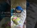 stacy stickler k-pop colorful stage #rozyclosy the music freaks rozy and plushie September 9, 2023