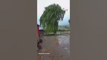 Lightning Strike Hits Tree! ⚡🌲 Caught On Camera#LightningStrike #CaughtOnCamera #TreeStrike