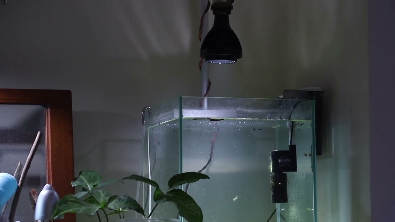 Haul] All About My New LED Aquarium Light Stand [For the Bored