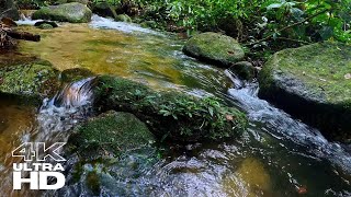 Immerse Yourself in Nature Therapy: Enjoy the Serenity of Tropical Rainforest Rivers  4K