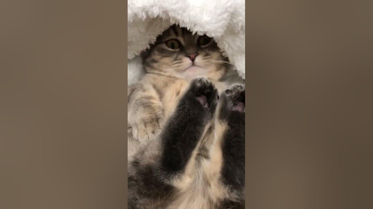 КОМАРУ лежит #komaru #cat #cutecat #motivation #кот #кошка # ...