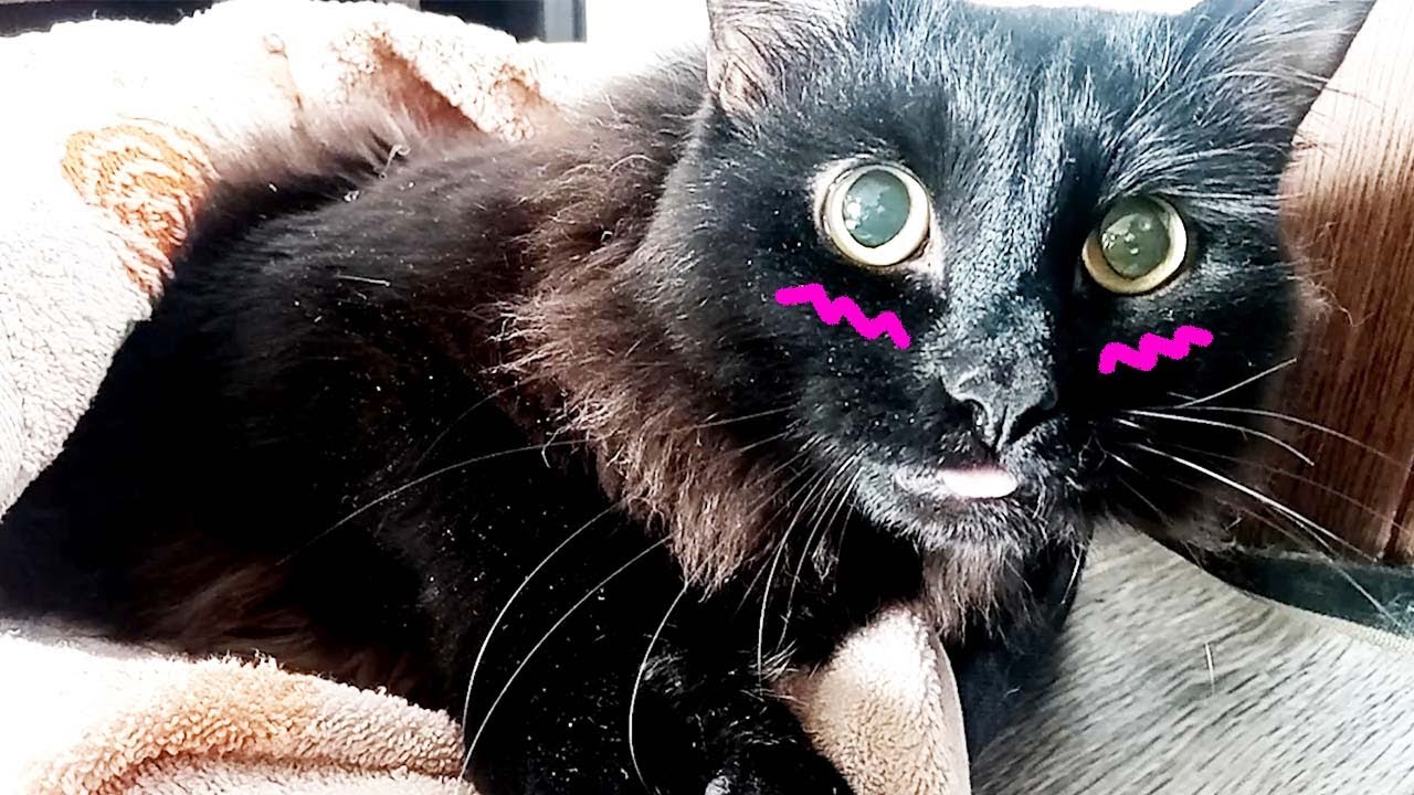 CAT UNDER ANESTHESIA experiment / funny animal video