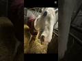 Awww🥰 hun er blevet klippet og hun er så cute🥲❣️ #equestrianjourney #equestrian #horse #pony